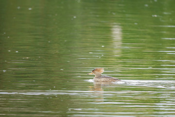 Single Hooded Merganser swimming in a lake