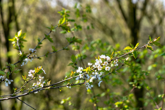 Frühling