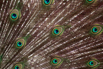 wing details of an Indian peafowl
