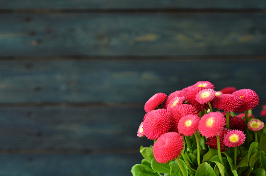 A bouquet of double red daisies on a blue wooden background