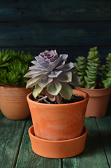 Succulent Echeveria in a pot on a green wooden background. Succulents on a green background