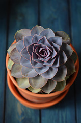 Succulent Echeveria in a pot on a wooden background