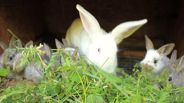 Rabbits eating grass. One of them is big and albino, the rest is small and regular.