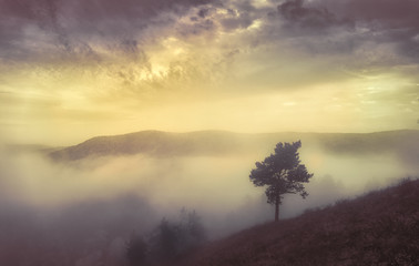 lonely tree at sunset in the mountains, melancholy mood. Warmth, autumn, summer. - Powered by Adobe