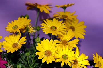 Yellow gerbera daisy flowers on a purple background