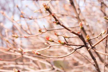 branch of tree in spring