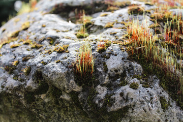 moss on the rocks