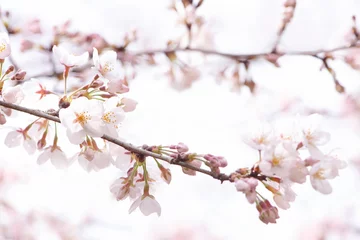 Fotobehang 桜　満開 © Chikako Kamitori