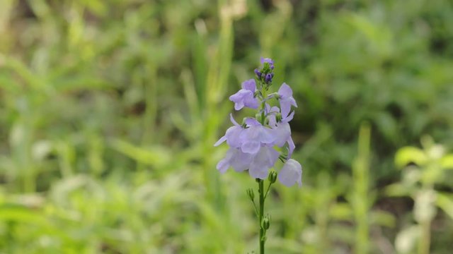 Close up on Texas Toadflax Wildflower (Nuttallanthus texanus) 4k