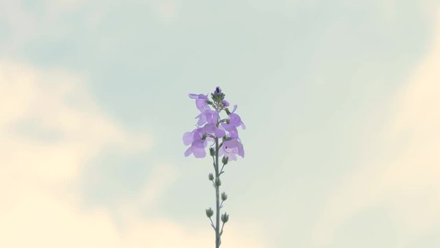 Nuttallanthus texanus, Texas Toadflax wildflower, standing tall in meadow against the sky 4k