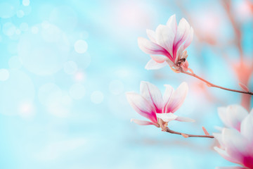 Spring nature background with pretty magnolia blooming at blue sky with bokeh. Springtime outdoor concept. Magnolia tree blossom