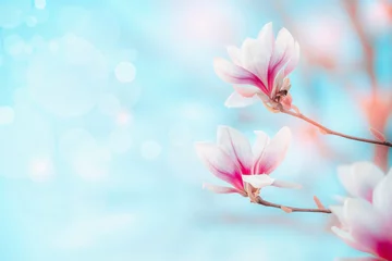 Poster Spring nature background with pretty magnolia blooming at blue sky with bokeh. Springtime outdoor concept. Magnolia tree blossom © VICUSCHKA