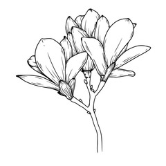 Magnolia flowers. Realistic sketch of a blooming flower. Vector illustration - obrazy, fototapety, plakaty