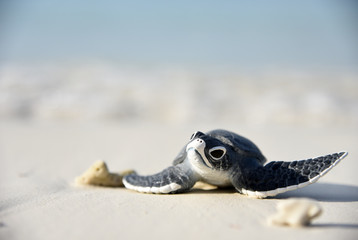 Little turtle on a white beach