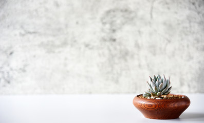 Succulent plants in wooden pots on the table Copy space