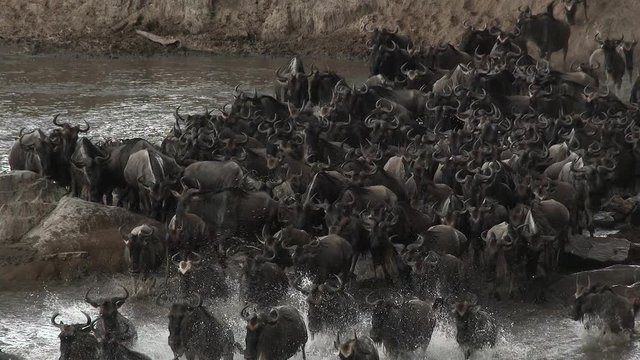 Blue Wildebeest (Connochaetes taurinus)  crossing the Mara river during their annual migration, with a startled Giraffe on bank,Serengeti N.P., Tanzania.