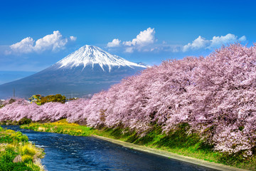Fuji mountains and  cherry blossoms in spring, Japan.