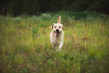 Golden Labrador walking in the spring park, natural light, in cloudy day