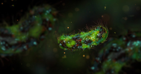 Obraz na płótnie Canvas Escherichia coli bacterium, E.coli, 3d render