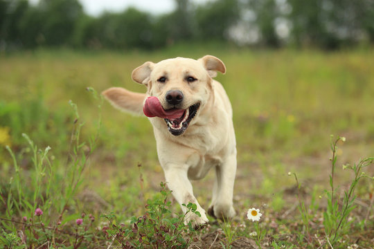 Golden Labrador walking in the spring park, natural light, in cloudy day