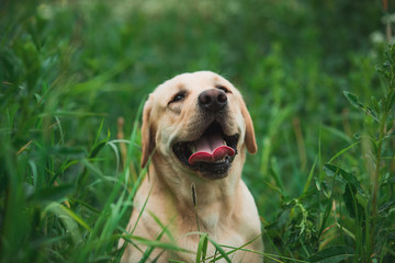 Golden Labrador walking in the spring park, natural light