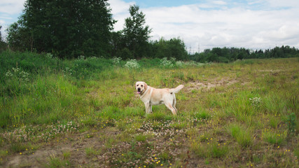 Obraz na płótnie Canvas Golden Labrador walking in the spring park, natural light