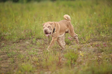 Side view at a Shar pei breed dog on a walk in a park