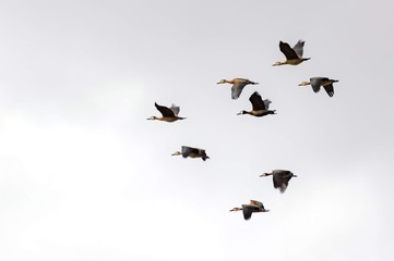 geese in flight