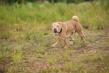 Side view at a Shar pei breed dog on a walk in a park