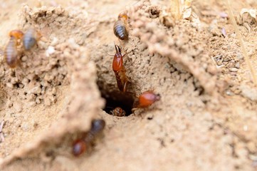 ant on sand