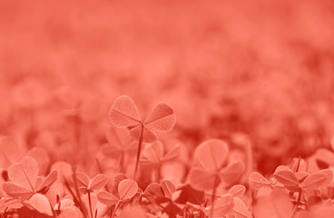 Coral pink toned spring clover leaves in grass