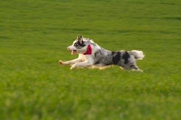 Dog running on grass