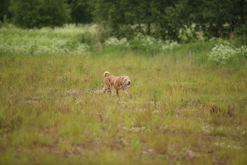 Portrait of a Shar pei breed dog on a walk in a park