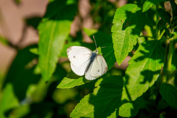 White butterfly. Butterfly cabbage soup. Beautiful insect. The butterfly sits
