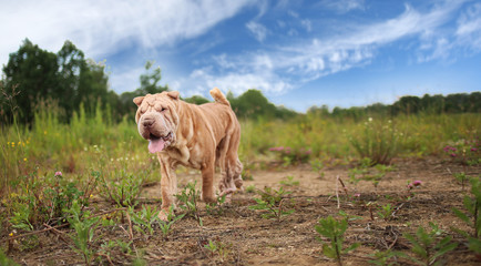 Side view at a Shar pei breed dog on a walk in a park