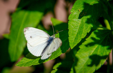 White butterfly. Butterfly cabbage soup. Beautiful insect. The butterfly sits
