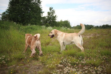 Two cute dogs, golden golden labrador and Shar pei , getting to know and greeting each other by sniffing