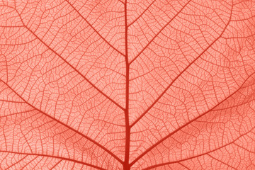 Naklejka na ściany i meble Coral pink toned close up texture of leaf veins