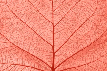 Fotobehang Coral pink toned close up texture of leaf veins © breakingthewalls