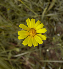 Single Yellow Flower