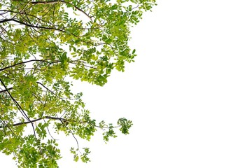 Obraz premium Tropical tree leaves with branches on white isolated background for green foliage backdrop 