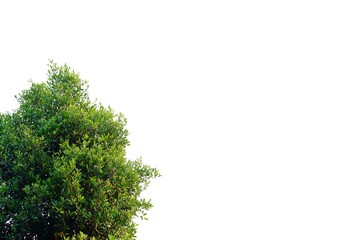 Tropical  tree with leaves branches growing in a garden on white isolated background for green foliage background 