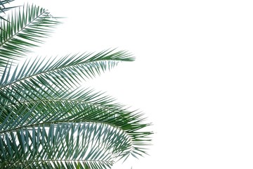 Fototapeta na wymiar Cycad leaves on white isolated background for green foliage backdrop 