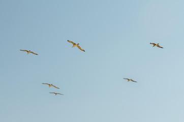 Seagull flying in the blue sky over the sea.