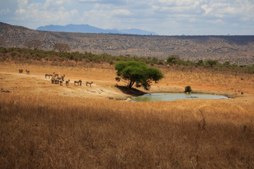 Fototapeta na wymiar Waterhole Tsavo West Kenya