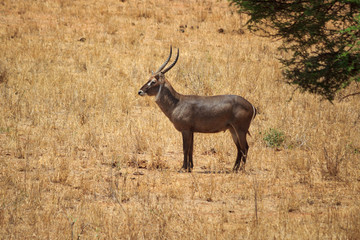 Waterbuck Tsavo West Kenya