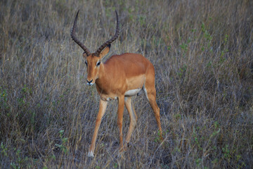 Impala Antilope Tsavo West Kenya