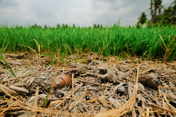 Rice fields, terraces, plantation, farm.