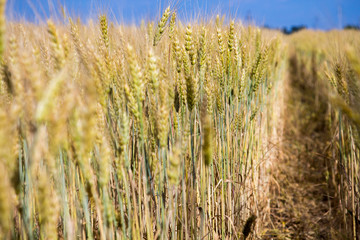 Obraz premium ears of wheat in the field