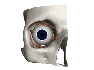 Part of a human skull with an eye. Internal structure of the eye. Front view. 3D. Vector illustration